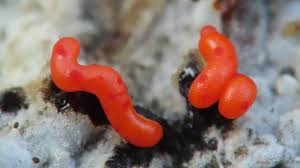 Attēlu rezultāti vaicājumam “Willkommlangea reticulata”