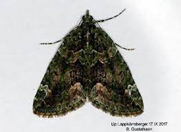 Attēlu rezultāti vaicājumam “Chloroclysta siterata”