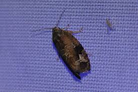 Attēlu rezultāti vaicājumam “Eudemis porphyrana”