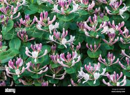 Attēlu rezultāti vaicājumam “Lonicera caprifolium”