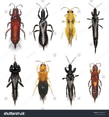 Attēlu rezultāti vaicājumam “Thysanoptera”