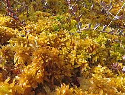 Attēlu rezultāti vaicājumam “Sphagnum balticum”