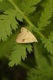 Attēlu rezultāti vaicājumam “Rivula sericealis”