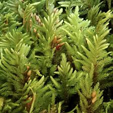 Attēlu rezultāti vaicājumam “Abietinella abietina var. hystricosa”