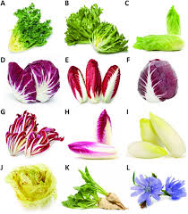 Image result for Cichorium intybus