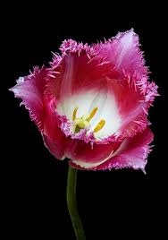 Attēlu rezultāti vaicājumam “Tulipa gesneriana”