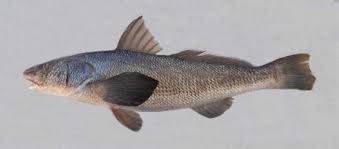 Image result for Menticirrhus saxatilis