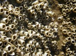 Attēlu rezultāti vaicājumam “Balanus improvisus”