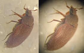 Attēlu rezultāti vaicājumam “Attagenus smirnovi”