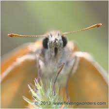 Attēlu rezultāti vaicājumam “Thymelicus sylvestris underside”