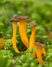 Attēlu rezultāti vaicājumam “Cantharellus lutescens”