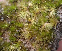 Attēlu rezultāti vaicājumam “Campylopus pyriformis”