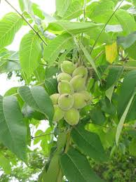 Attēlu rezultāti vaicājumam “Juglans ailanthifolia”