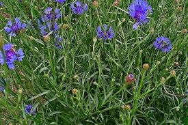 Image result for Centaurea cyanus