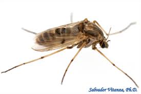 Attēlu rezultāti vaicājumam “Chironomidae”