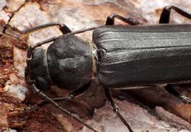 Attēlu rezultāti vaicājumam “Criocephalus rusticus”