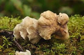 Attēlu rezultāti vaicājumam “Crepidotus versutus”