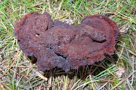 Attēlu rezultāti vaicājumam “Onnia triquetra”