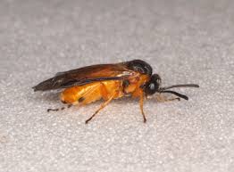 Attēlu rezultāti vaicājumam “Athelia pyriformis”