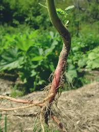 Attēlu rezultāti vaicājumam “Amaranthus retroflexus leaf”