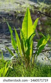 Attēlu rezultāti vaicājumam “Rumex aquaticus bud”
