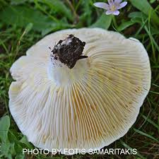 Attēlu rezultāti vaicājumam “Lactarius bertillonii”