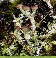 Attēlu rezultāti vaicājumam “Cladonia ramulosa”