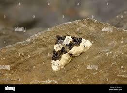 Attēlu rezultāti vaicājumam “Cosmorhoe ocellata”