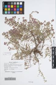 Attēlu rezultāti vaicājumam “Bayeriola thymicola”