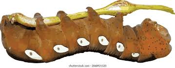 Attēlu rezultāti vaicājumam “Sphinx ligustri larva”