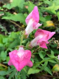 Attēlu rezultāti vaicājumam “Antirrhinum majus leaf”