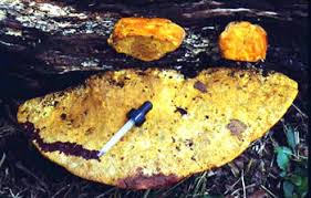 Attēlu rezultāti vaicājumam “Hapalopilus croceus”