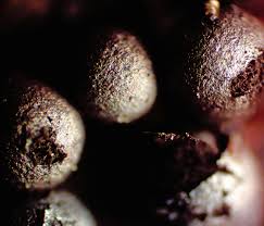 Attēlu rezultāti vaicājumam “Lamproderma debile spores”