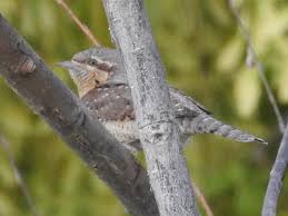 Attēlu rezultāti vaicājumam “Jynx torquilla adult”