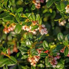Attēlu rezultāti vaicājumam “Vaccinium vitis-idaea”