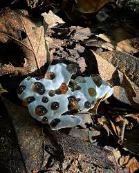 Attēlu rezultāti vaicājumam “Badhamia capsulifera sessile”