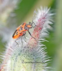 Attēlu rezultāti vaicājumam “Corizus hyoscyami imago”