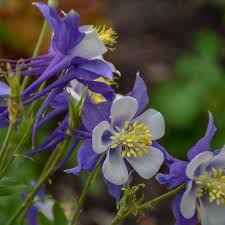 Image result for Aquilegia caerulea