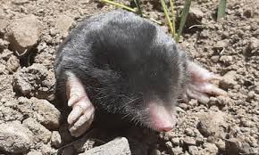 Attēlu rezultāti vaicājumam “Talpa europaea”