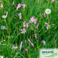 Attēlu rezultāti vaicājumam “Lychnis flos-cuculi fruit”