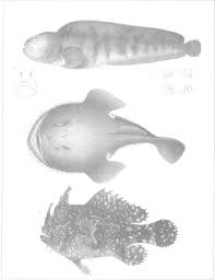 Image result for Lophius americanus