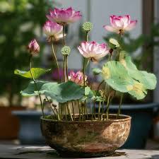 Attēlu rezultāti vaicājumam “Lotus sp. flower”