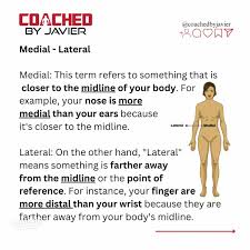 Image result for body midline