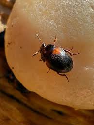 Attēlu rezultāti vaicājumam “Anisotoma humeralis”