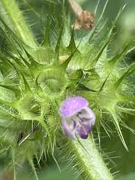 Attēlu rezultāti vaicājumam “Galeopsis bifida leaf”