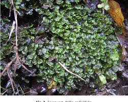 Attēlu rezultāti vaicājumam “Jungermannia subulata”