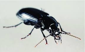 Attēlu rezultāti vaicājumam “Pterostichus melanarius”