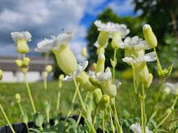 Attēlu rezultāti vaicājumam “Silene tatarica flower”