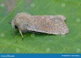 Attēlu rezultāti vaicājumam “Orthosia cruda”