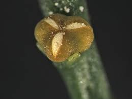 Attēlu rezultāti vaicājumam “Physarum psittacinum stalked”